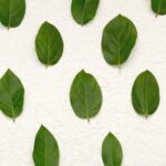 image of leaves representing sustainable solutions